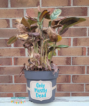 Load image into Gallery viewer, Only Mostly Dead planter band (3 sizes included) machine embroidery design DIGITAL DOWNLOAD